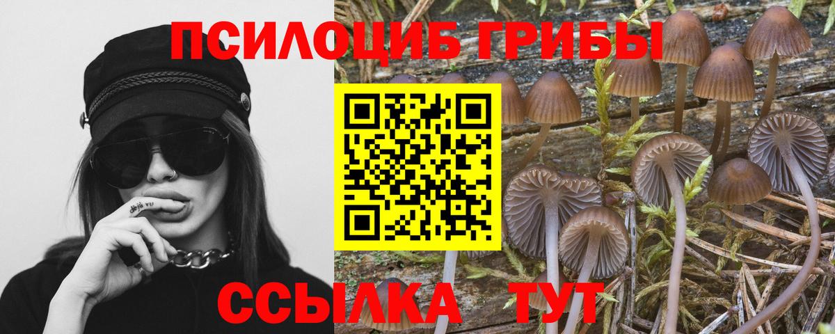 Энгельс  Галлюциногенные грибы Psilocybine cubensis  Вход с VPN 
